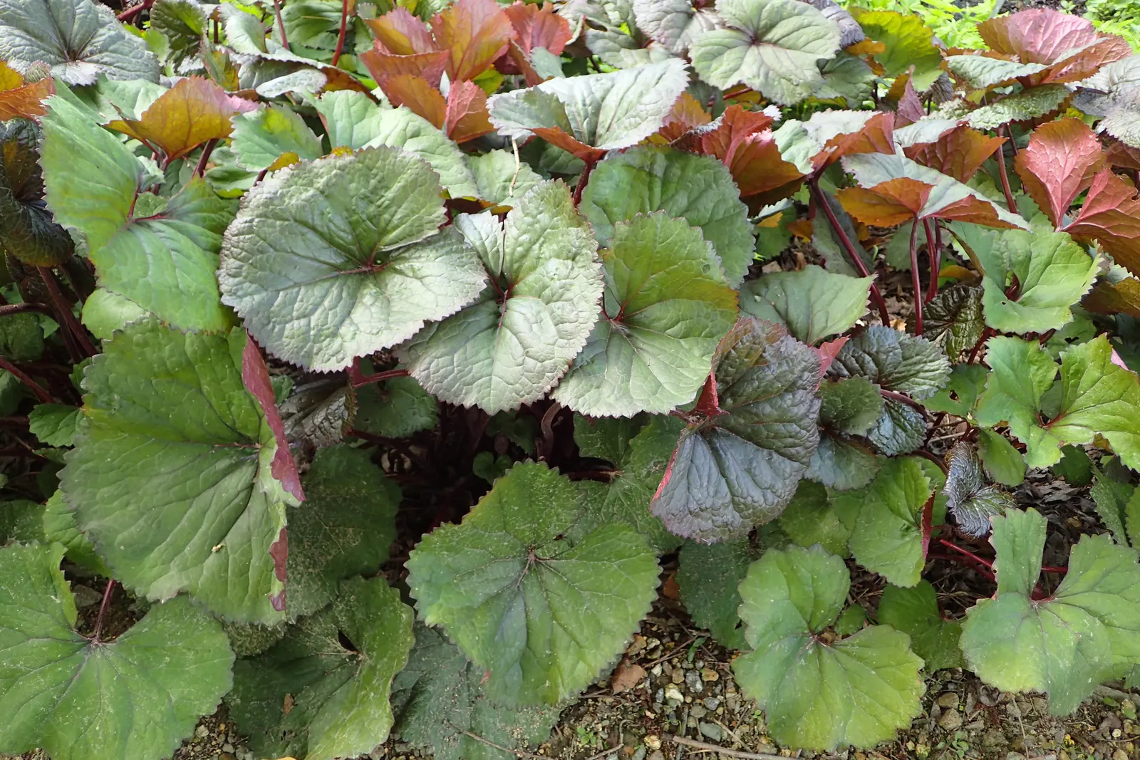 Desdemona Leopard Plant (Ligularia Dentata 'Desdemona') — heart-shaped maroon-tinged leaves beneath towering golden-orange