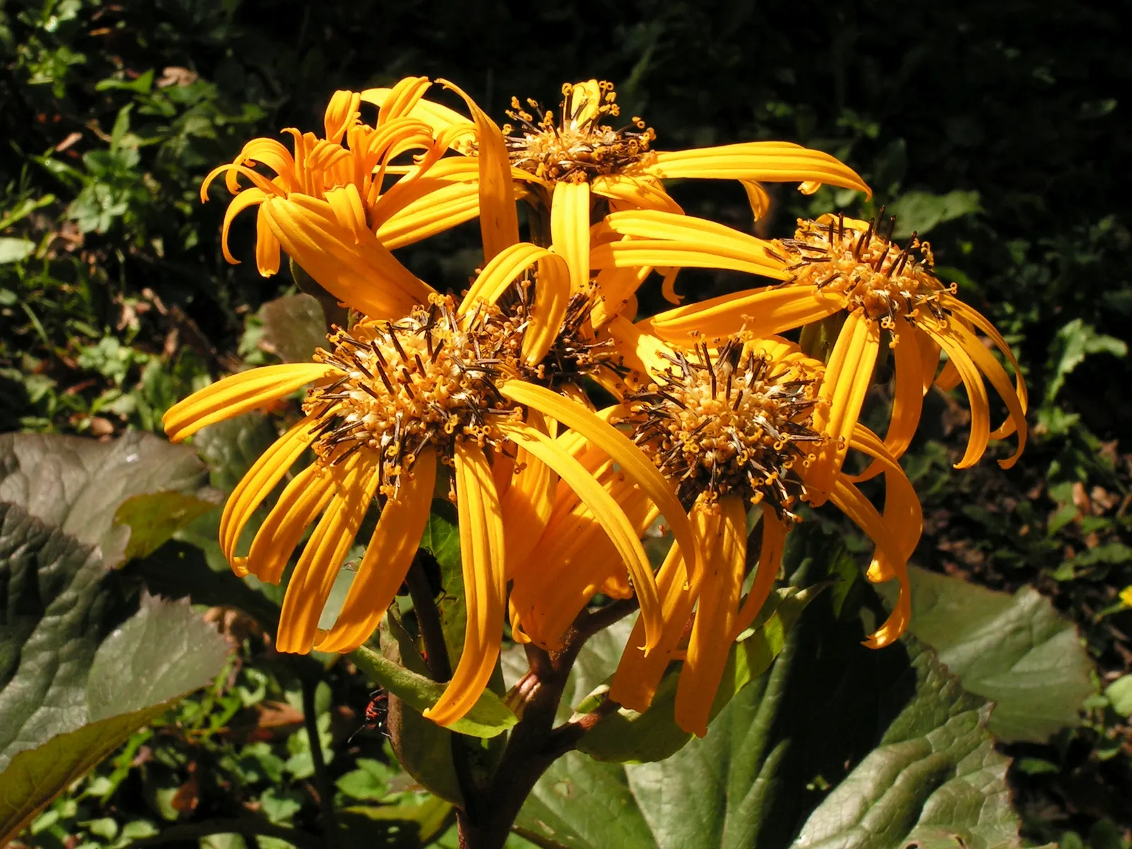 Desdemona Leopard Plant (Ligularia Dentata 'Desdemona') — Preferring partial to full shade, it thrives in consistently moist soil; it is hardy in, image 44