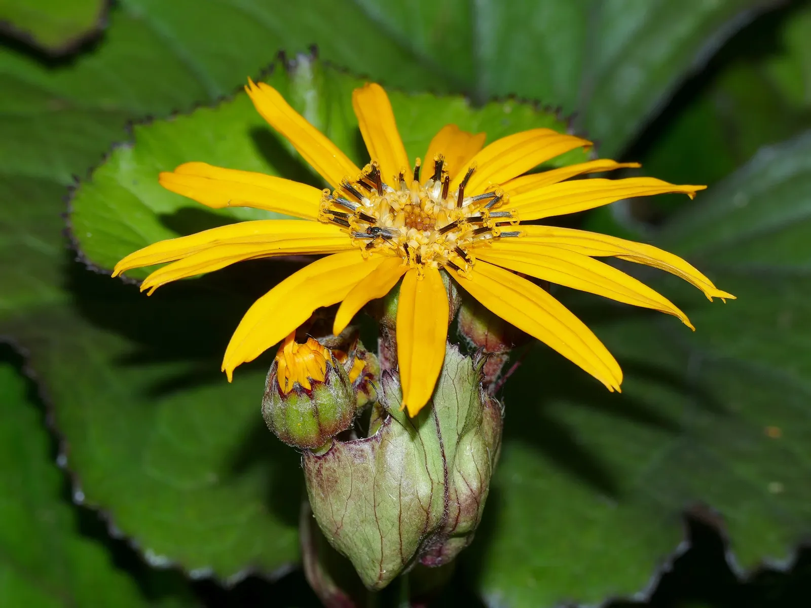 Desdemona Leopard Plant (Ligularia Dentata 'Desdemona') — perennial with yellow blooms
