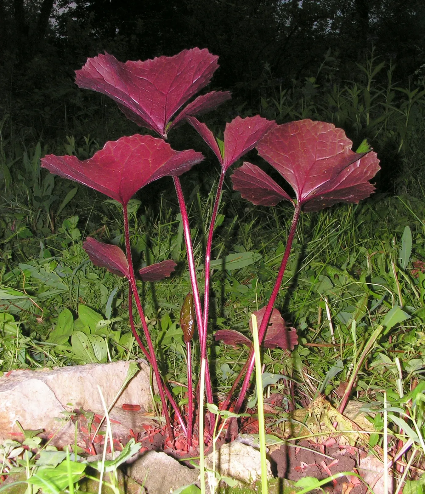 Desdemona Leopard Plant (Ligularia Dentata 'Desdemona') — offers a striking composition to any garden with its unique foliage and vibrant blooms; it's ideal