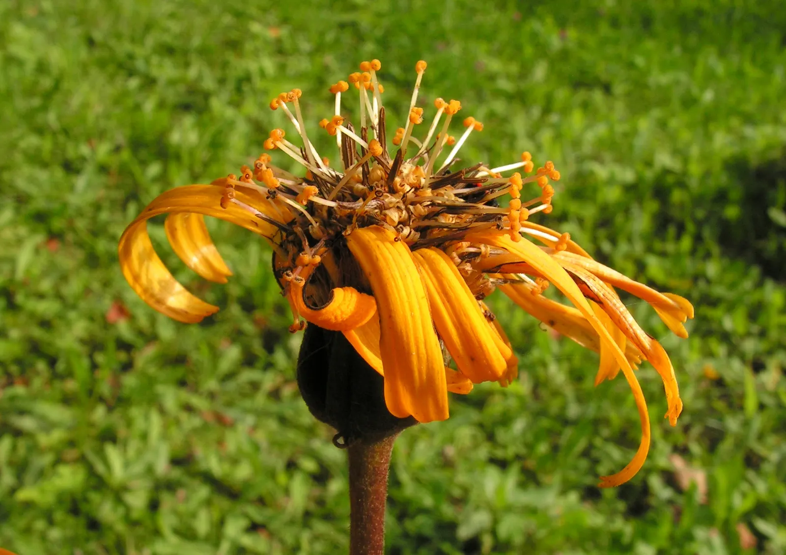 Desdemona Leopard Plant (Ligularia Dentata 'Desdemona') — perennial with yellow blooms; it's ideal for adding bold texture and vibrant color to, image 41