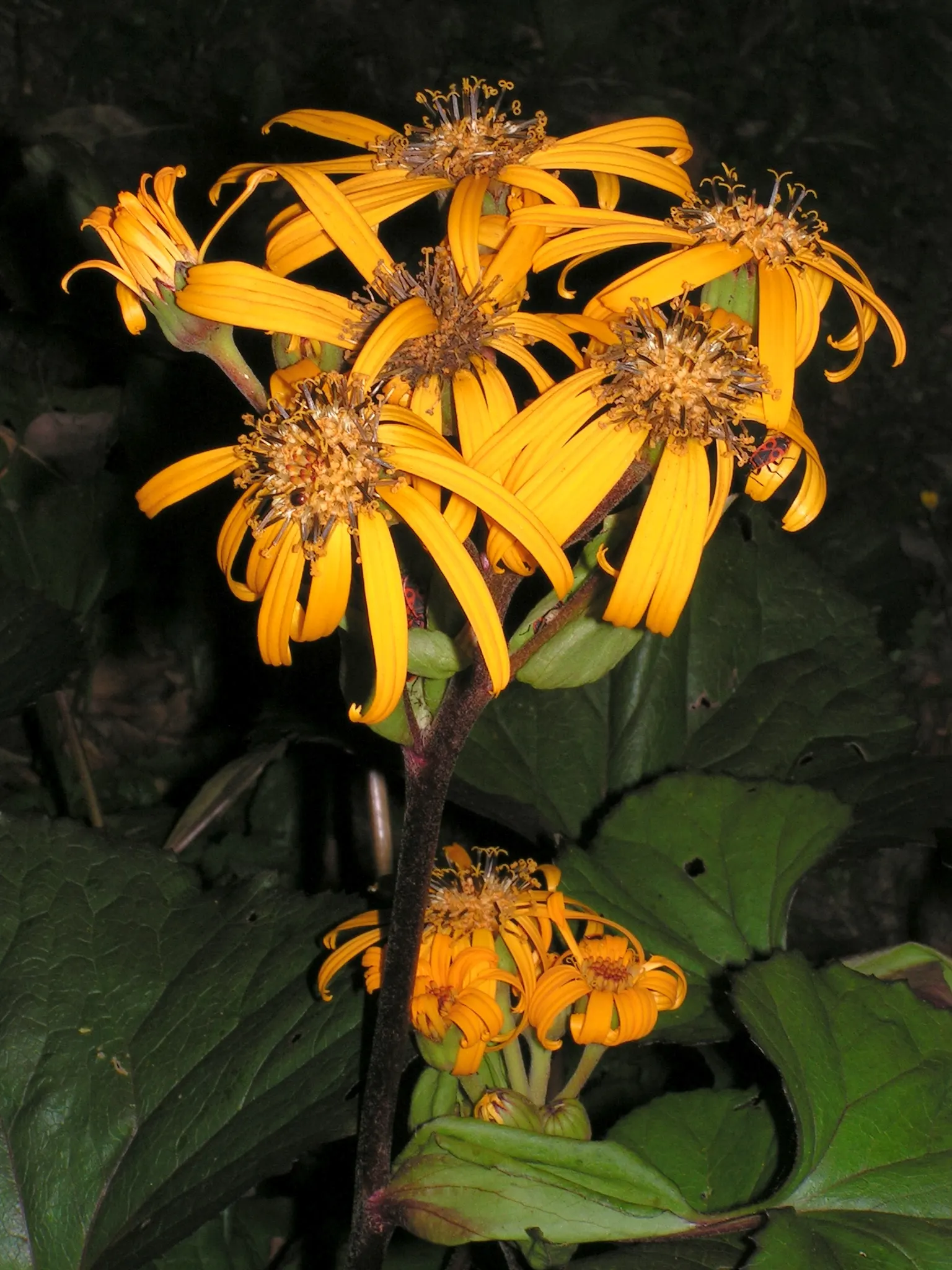 Desdemona Leopard Plant (Ligularia Dentata 'Desdemona') — yellow flowers in the garden; it is hardy in USDA zones 4 through 8 and is remarkably resistant to