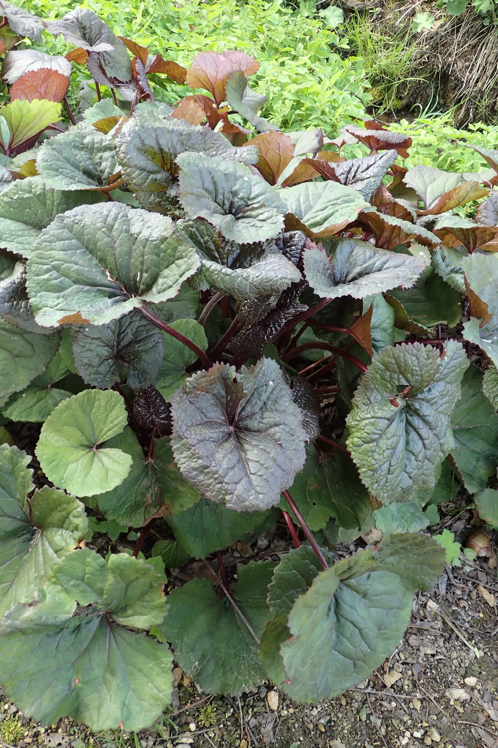 Desdemona Leopard Plant (Ligularia Dentata 'Desdemona') — commonly known as Desdemona Leopard Plant; it is hardy in USDA zones 4 through 8 and is remarkably
