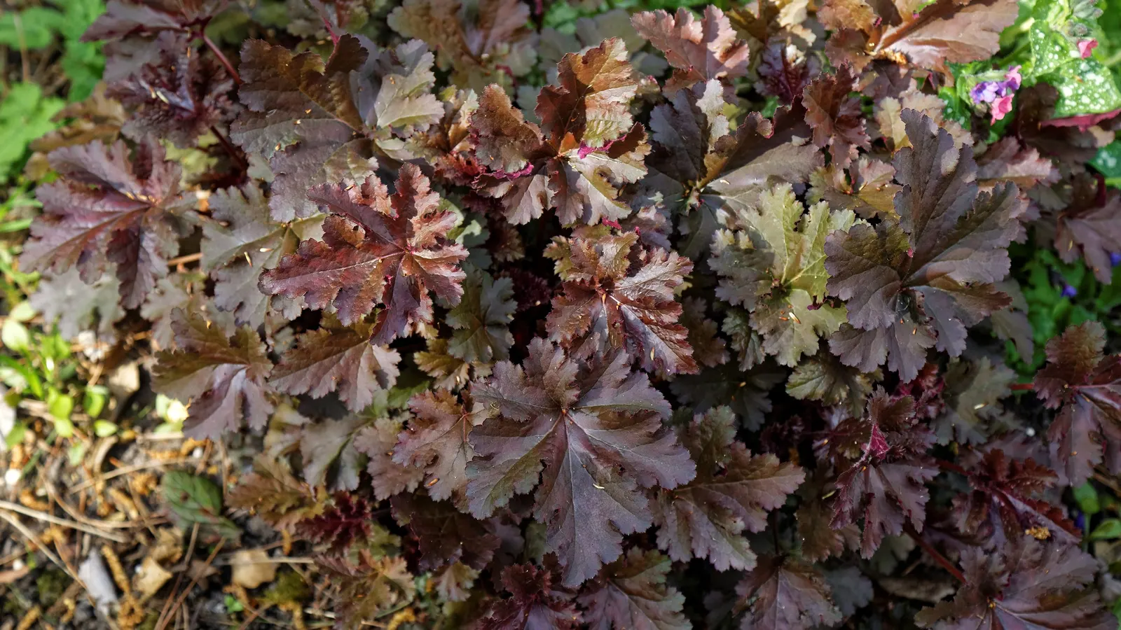 Chocolate Ruffles Coral Bells (Heuchera 'Chocolate Ruffles') — Heuchera 'Chocolate Ruffles' presents lavish
