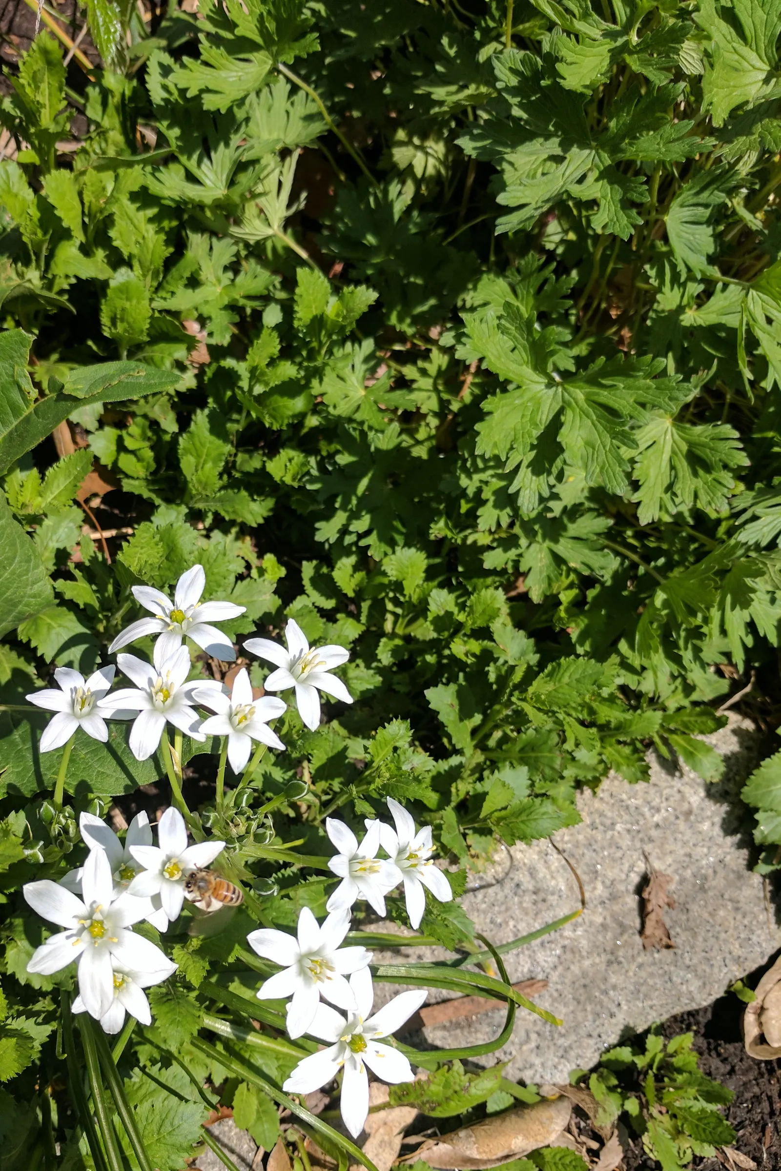 Trailing Blue Star (Pratia Pedunculata) — typically only reaching 1 to 3 inches in height and spreading outwards to about 18 inches