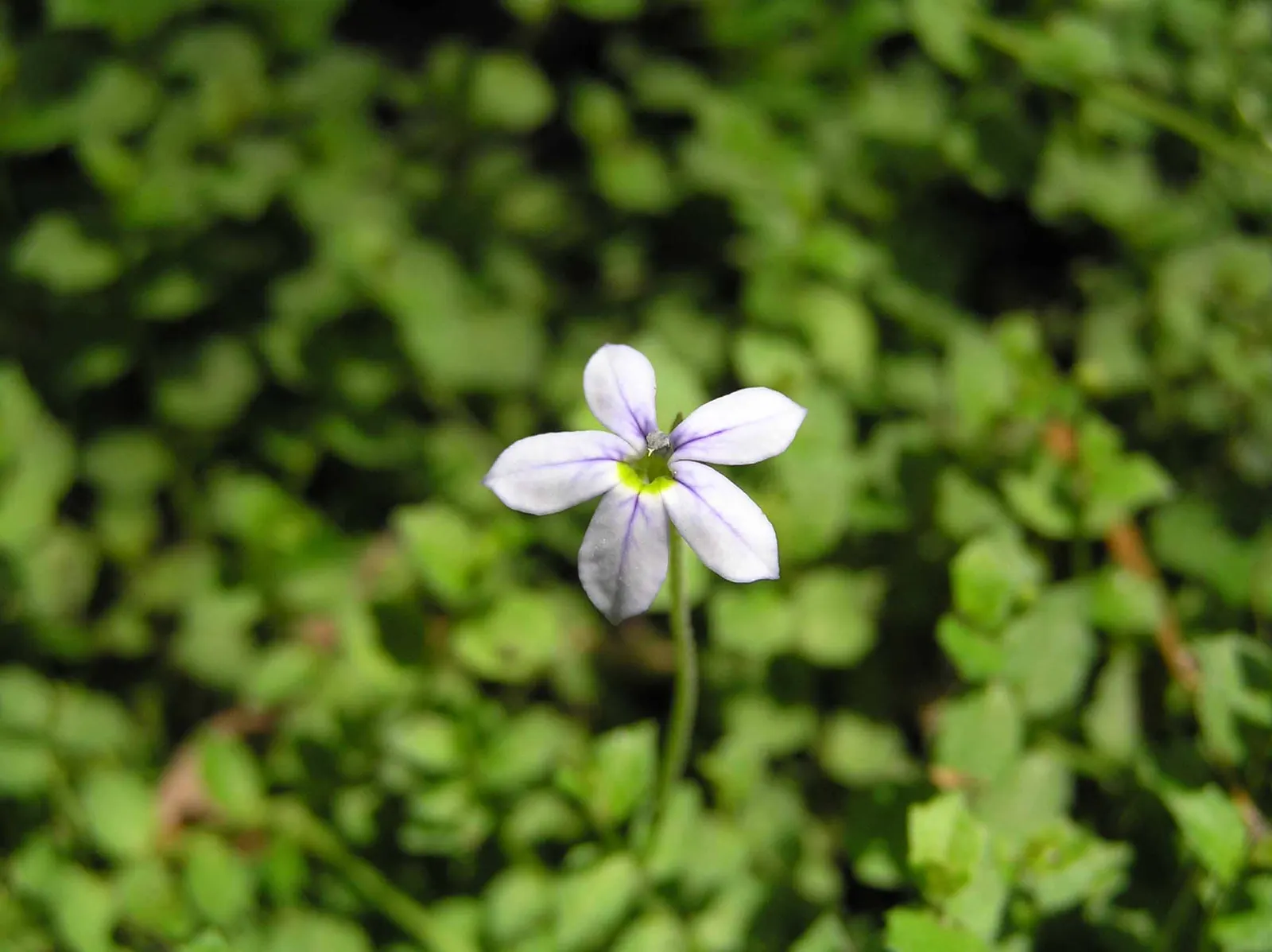 Trailing Blue Star (Pratia Pedunculata) — a charming ground cover that's a true asset to any landscape design