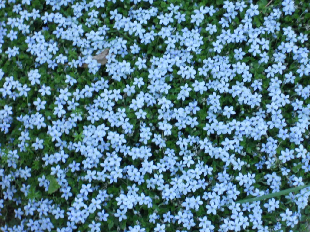 Trailing Blue Star (Pratia Pedunculata) — It features tiny green leaves with abundant star-shaped, blue flowers in spring and summer