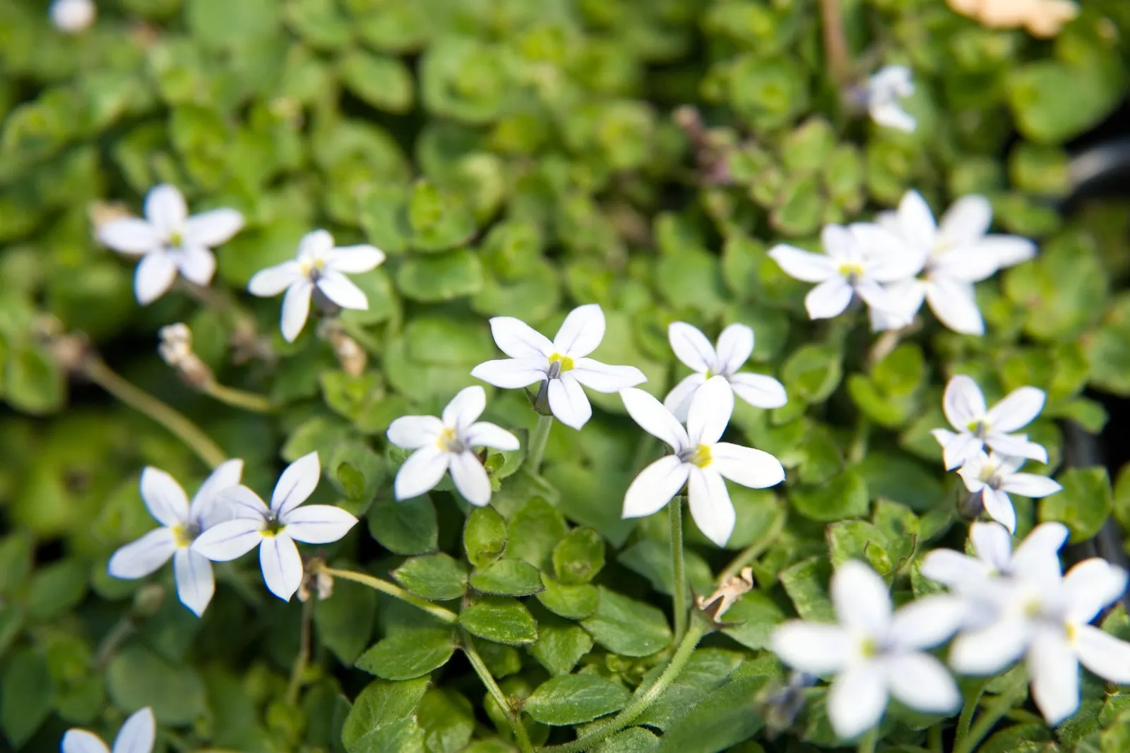 Trailing Blue Star (Pratia Pedunculata) — Hardy and foot traffic tolerant, it beautifully fills spaces between pavers and softens garden edges