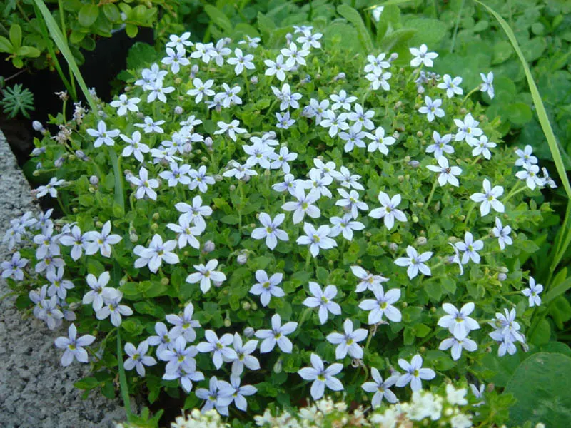 Trailing Blue Star (Pratia Pedunculata) — it spreads up to 18 inches