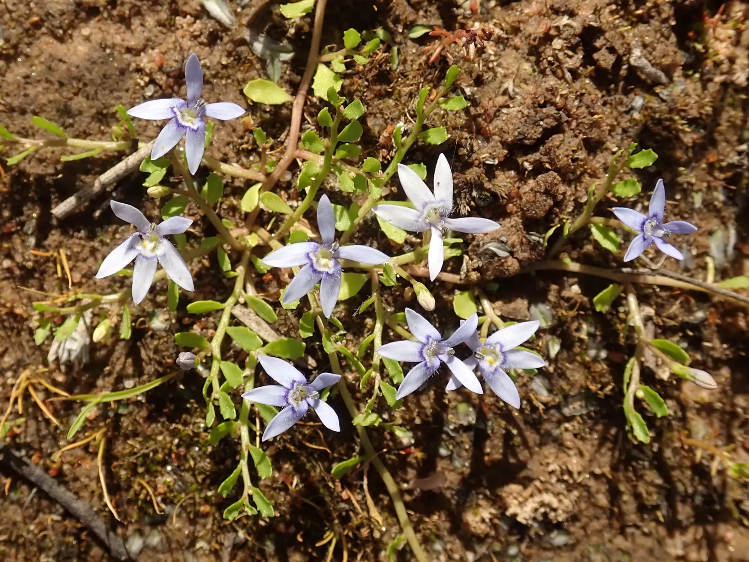 Trailing Blue Star (Pratia Pedunculata) — thrives in full sun to partial shade