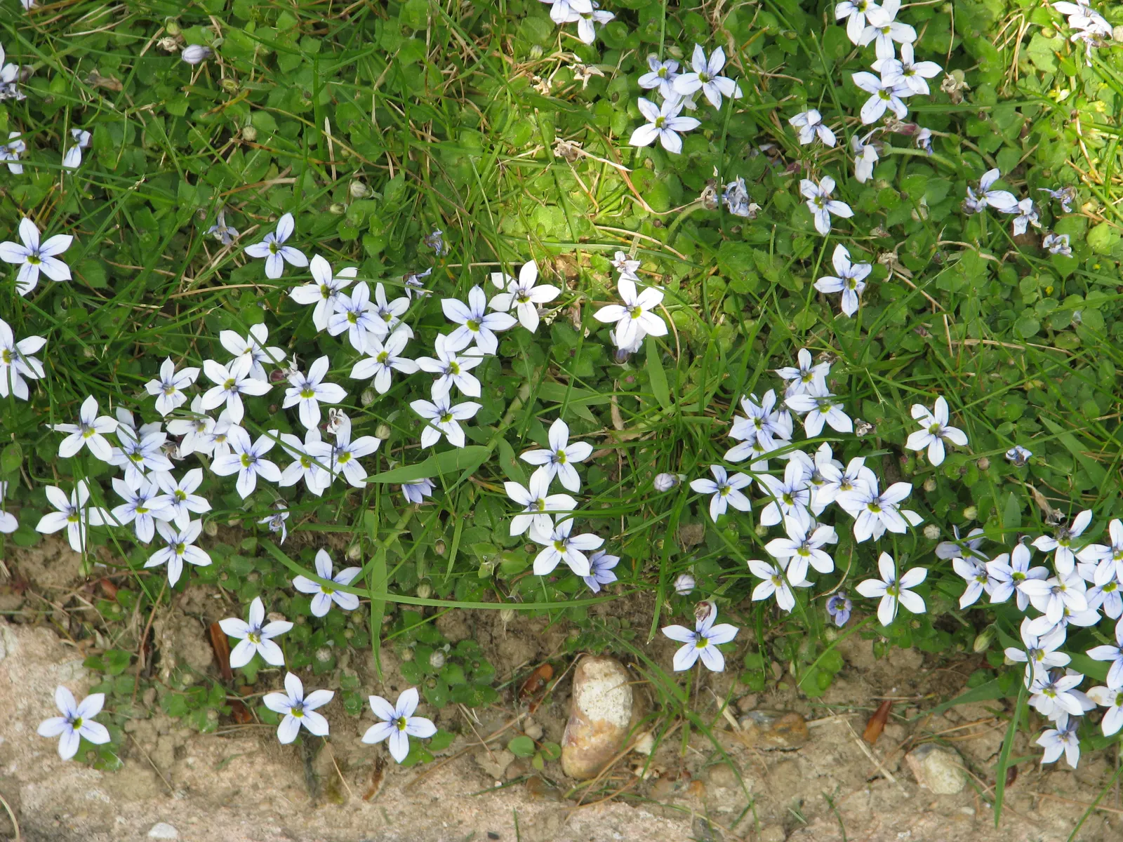 Trailing Blue Star (Pratia Pedunculata) — Introducing the delightful Blue Star Creeper