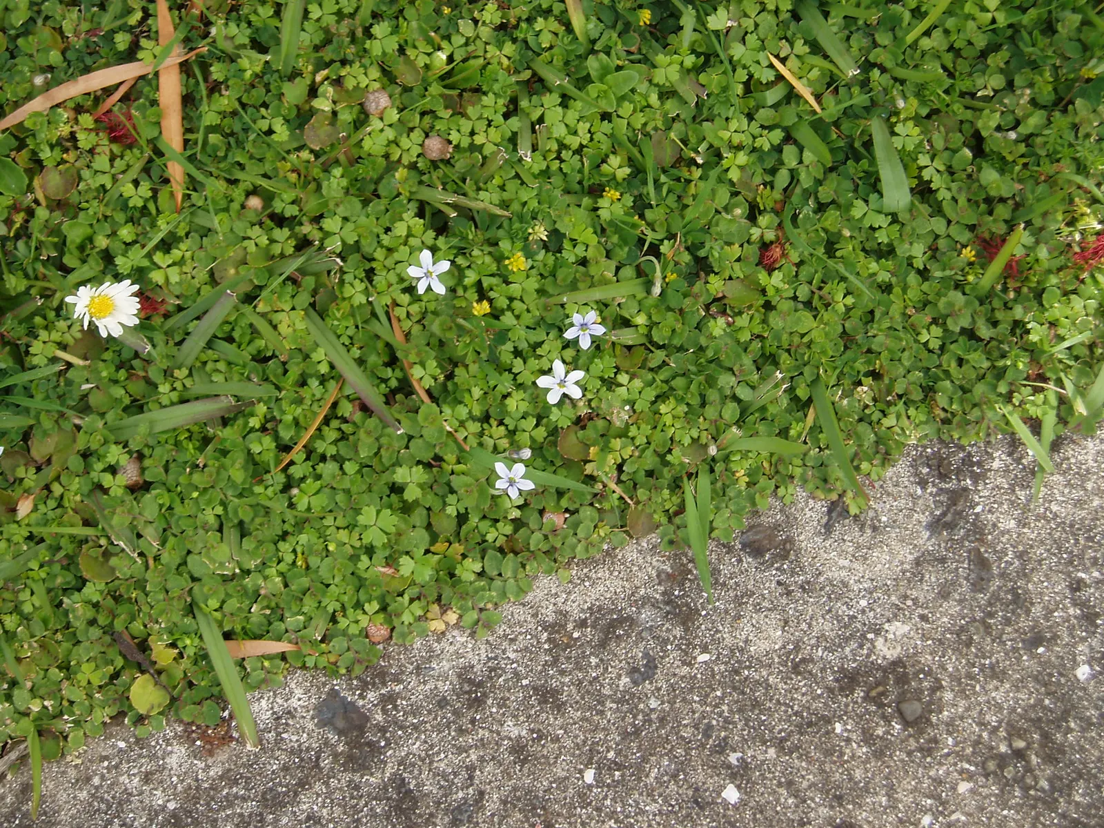 Trailing Blue Star (Pratia Pedunculata) — This low-growing perennial forms a dense mat of tiny