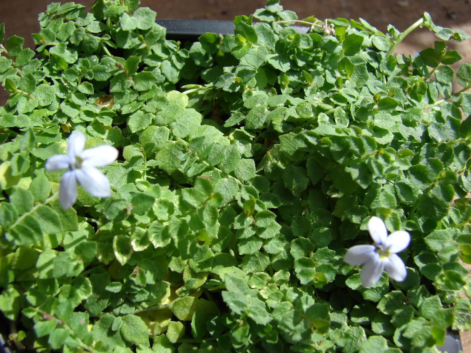 Trailing Blue Star (Pratia Pedunculata) — plant Blue Star Creeper in an area that receives full sun to partial shade