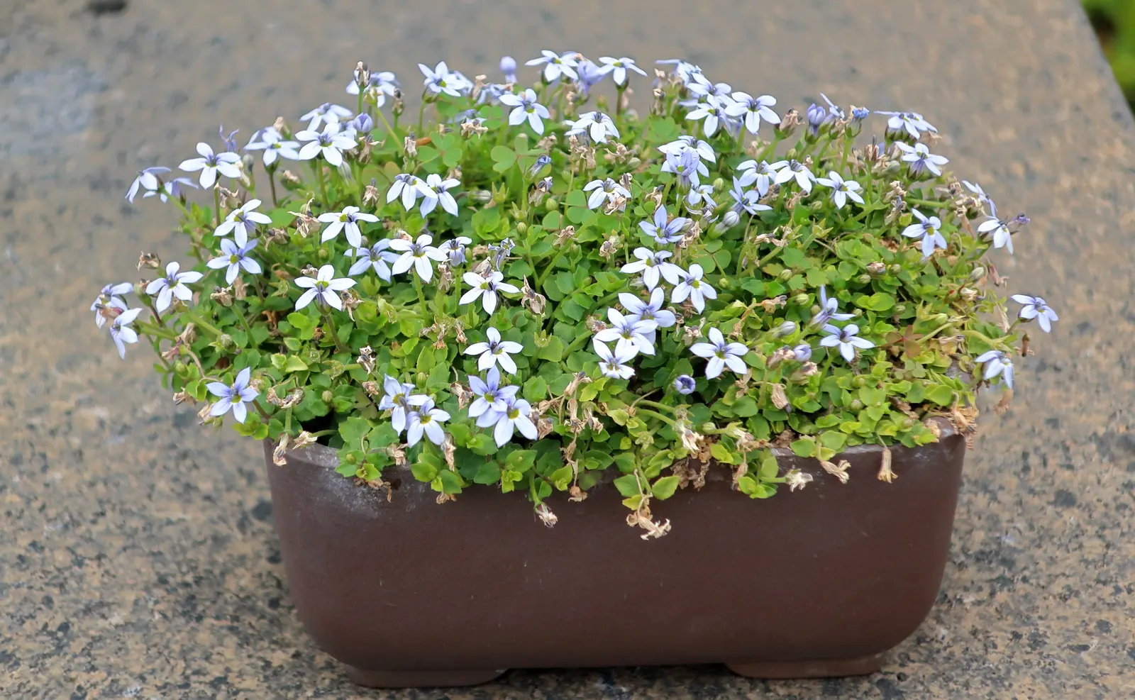 Trailing Blue Star (Pratia Pedunculata) — With its moderate growth rate