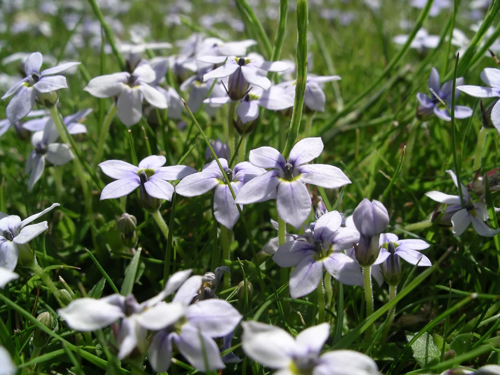 Trailing Blue Star (Pratia Pedunculata) — It prefers moist, well-drained soils but can tolerate occasional dry spells once established