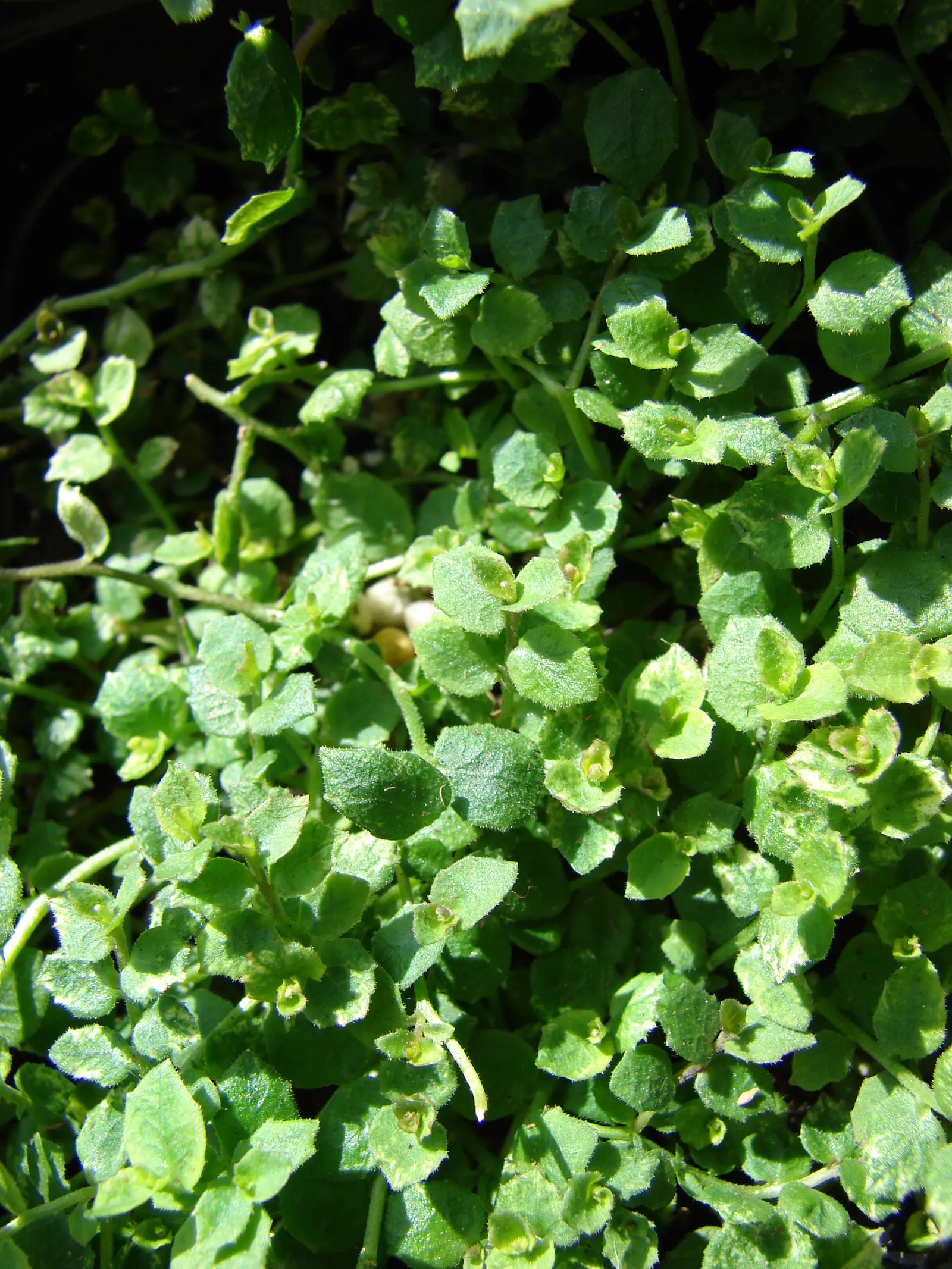 Trailing Blue Star (Pratia Pedunculata) — it's an excellent choice for filling in gaps between stepping stones