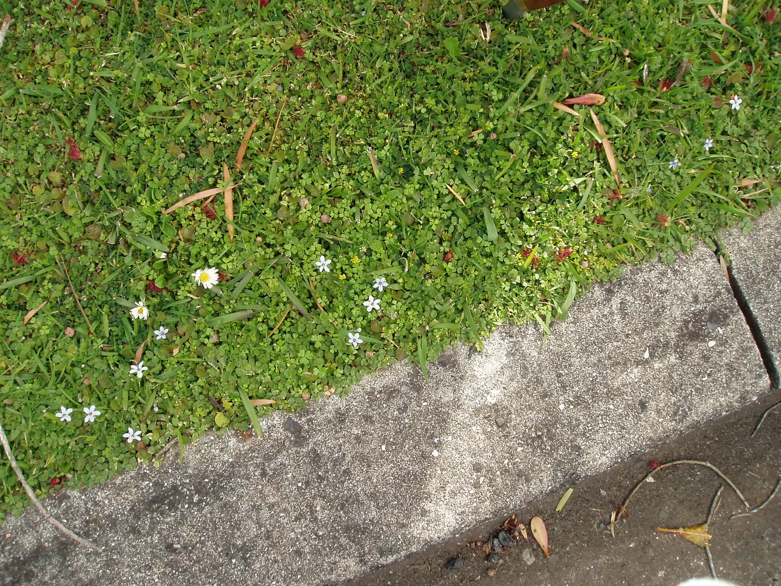 Trailing Blue Star (Pratia Pedunculata) — Blue Star Creeper (Pratia pedunculata) is a low-growing, mat-forming perennial, flourishing in zones 5-9