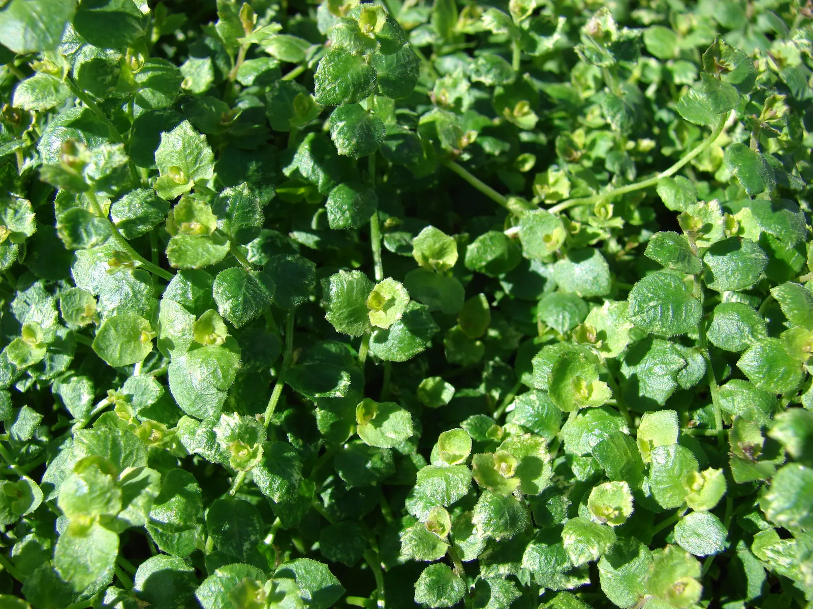 Trailing Blue Star (Pratia Pedunculata) — or cascading over wall edges.<br><br>The Blue Star Creeper's compact habit requires minimal maintenance