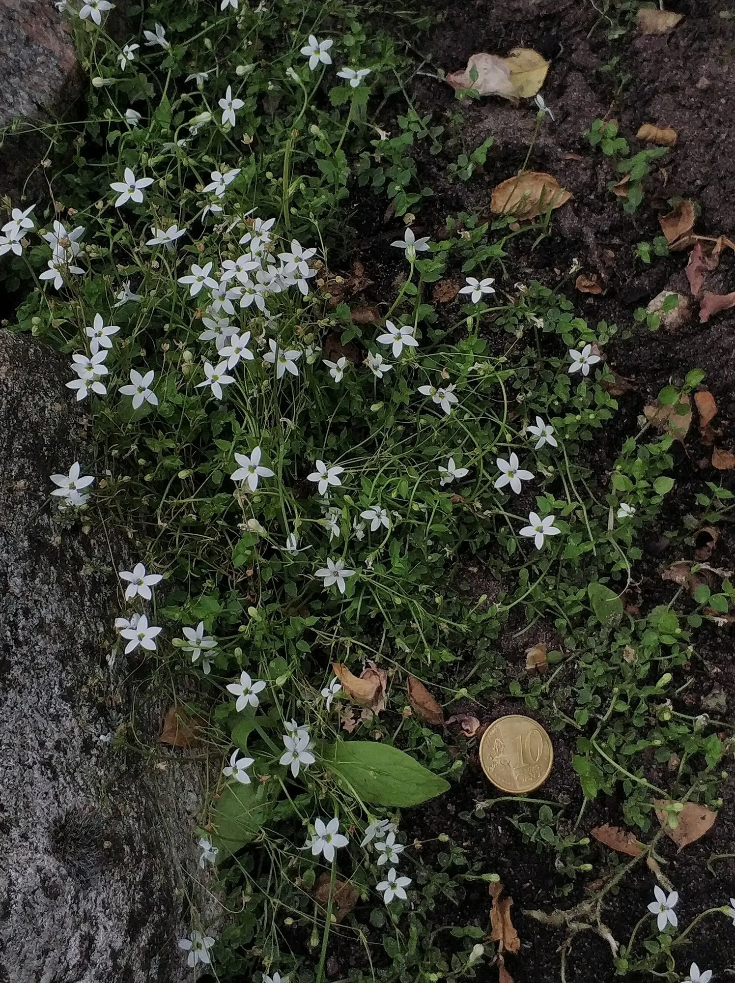 Trailing Blue Star (Pratia Pedunculata) — easy-care addition that will enhance the texture and color of any garden composition