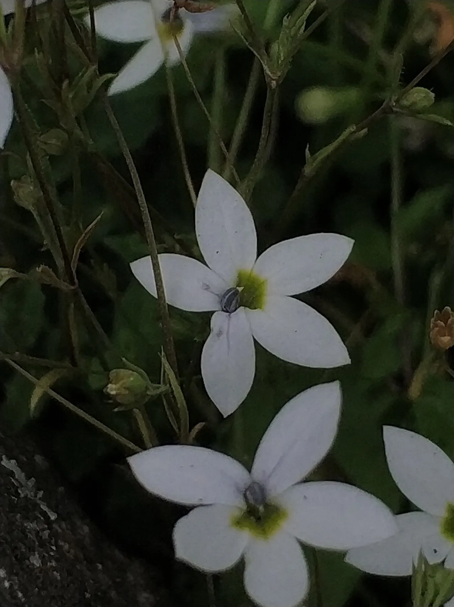 Trailing Blue Star (Pratia Pedunculata) — Pratia pedunculata is a delightful