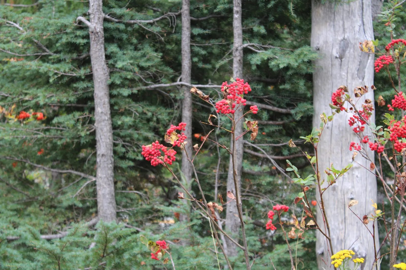 Oregon Ash (Fraxinus Latifolia) — This tree typically reaches a height of 50 to 80 feet with a canopy spread of 30 to 50 feet