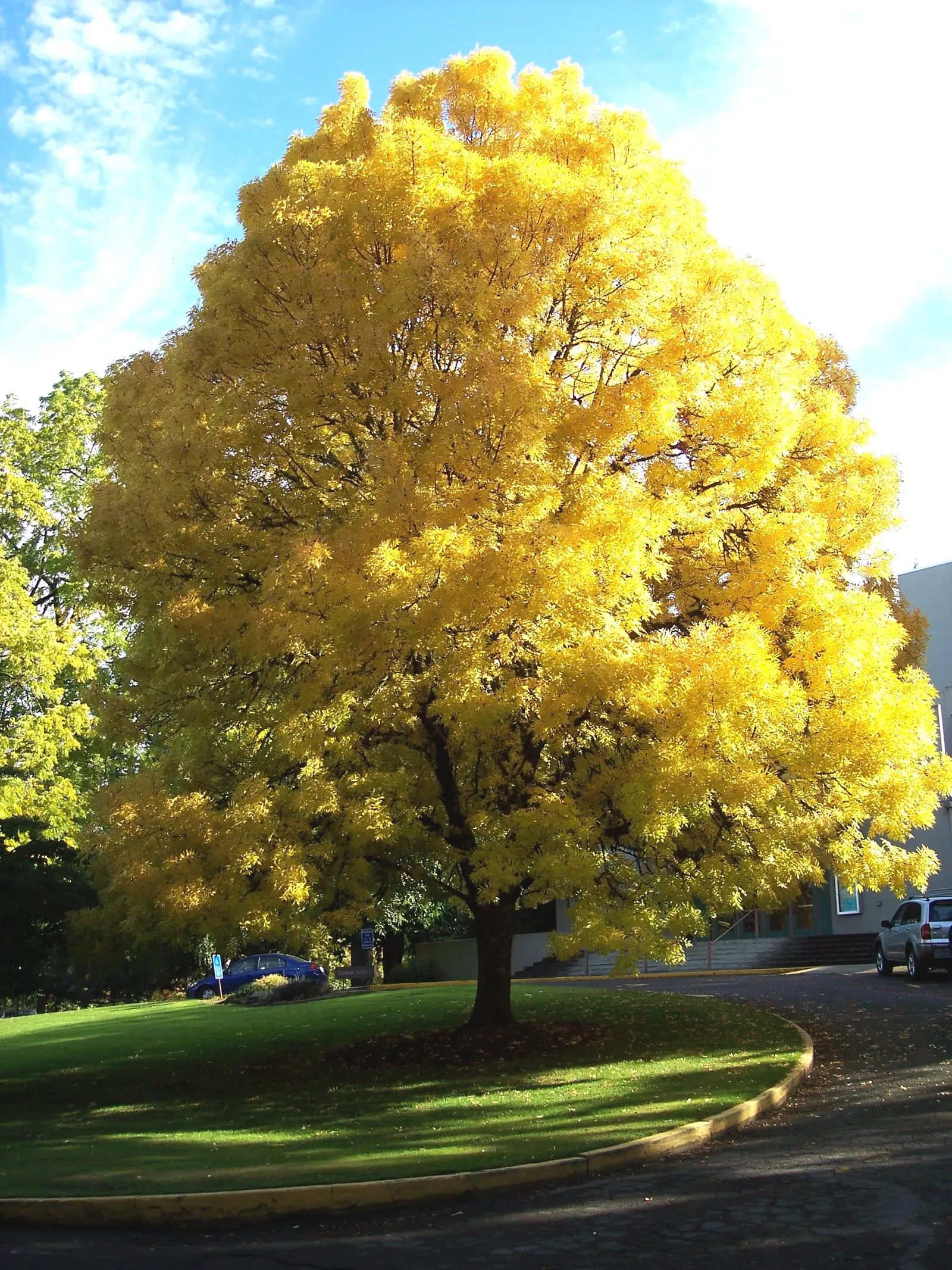 Oregon Ash (Fraxinus Latifolia) — This tree typically reaches a height of 50 to 80 feet with a canopy spread of 30 to 50 feet; providing ample shade and a