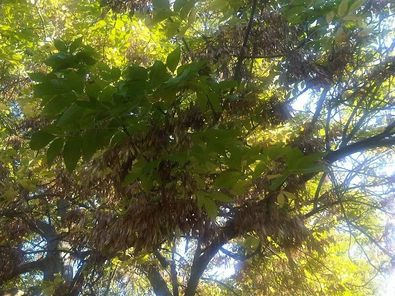 Oregon Ash (Fraxinus Latifolia) — making it an excellent choice for areas with wetter soils or near water features