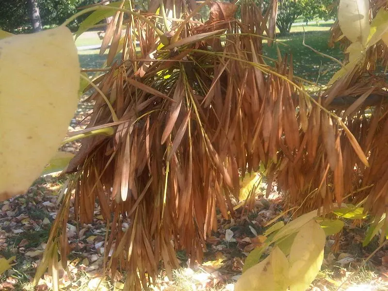 Oregon Ash (Fraxinus Latifolia) — With its ability to withstand urban conditions