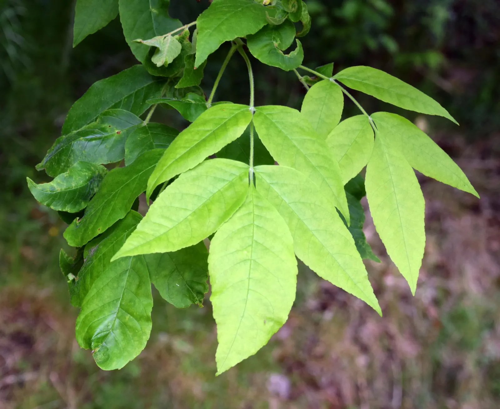 Oregon Ash (Fraxinus Latifolia) — green and yellow flowers in the garden