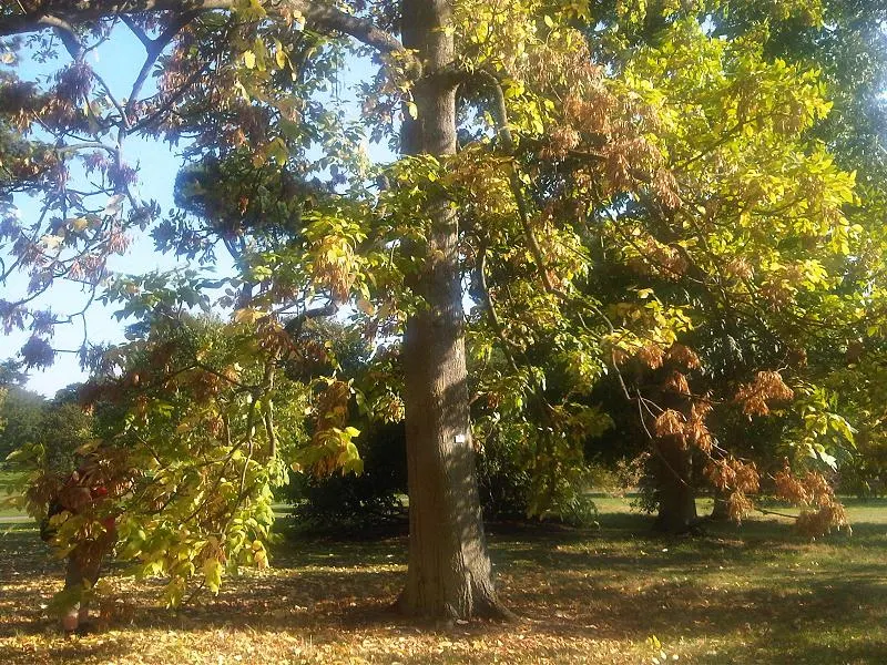 Oregon Ash (Fraxinus Latifolia) — The Oregon Ash, Fraxinus latifolia, is a stately deciduous tree native to the Pacific Northwest