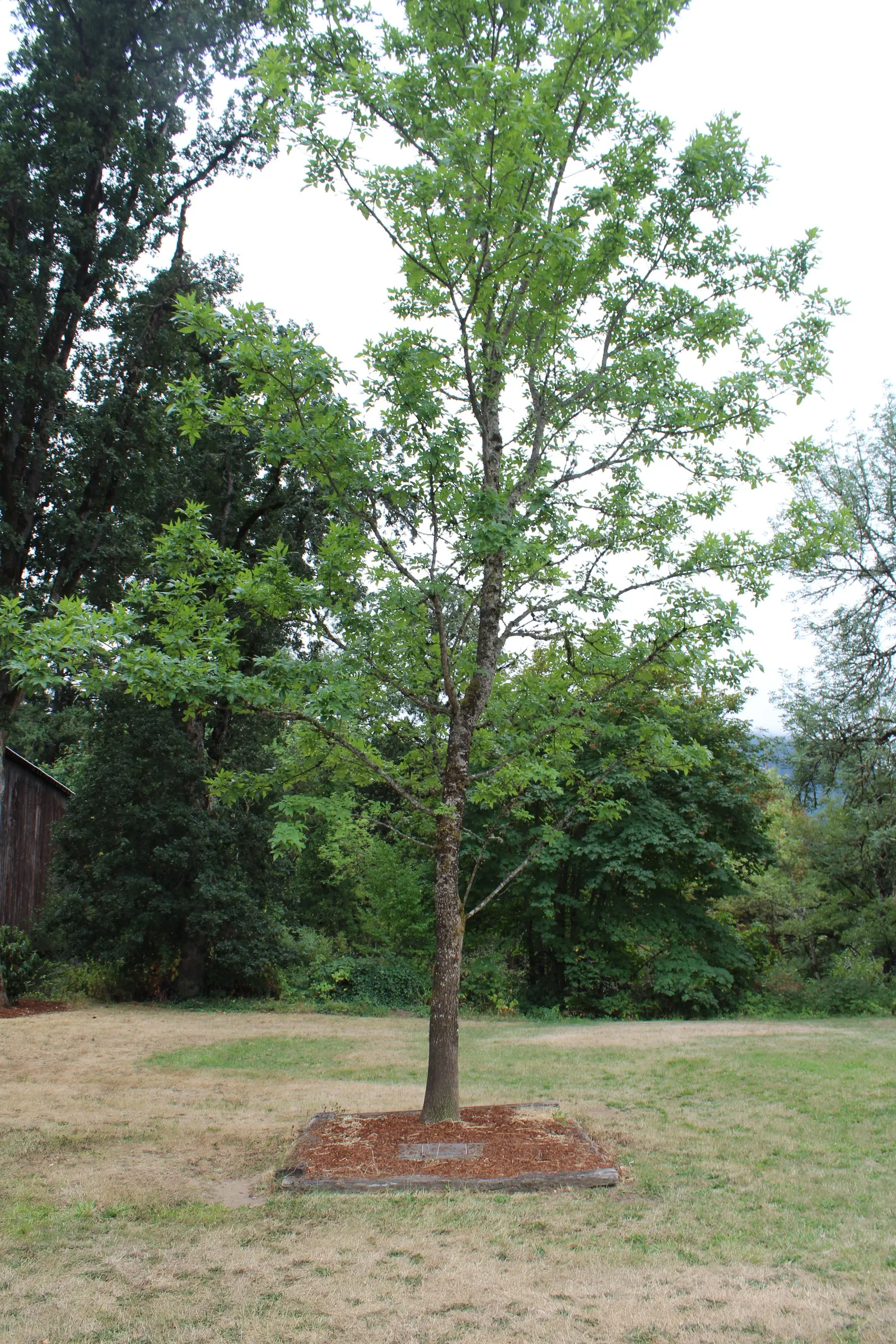 Oregon Ash (Fraxinus Latifolia) — is a deciduous tree native to the Pacific Northwest