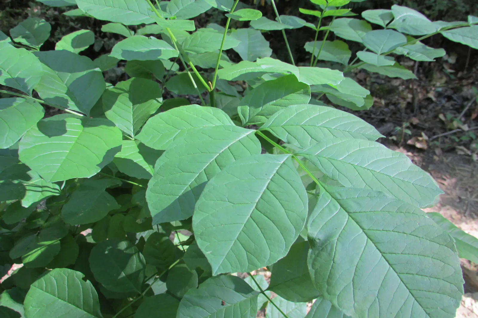 Oregon Ash (Fraxinus Latifolia) — each leaflet being around 2 to 4 inches long
