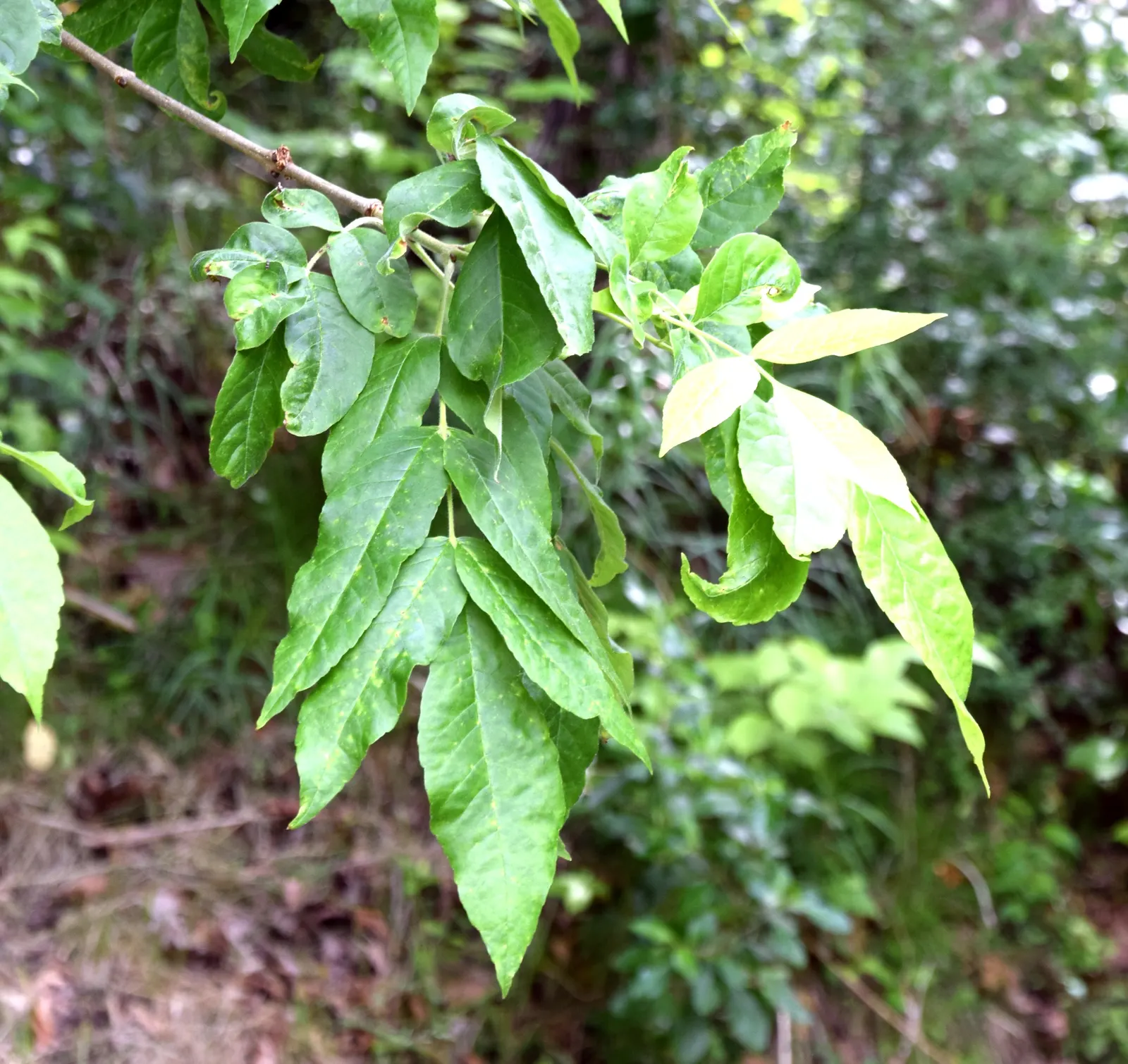 Oregon Ash (Fraxinus Latifolia) — tree for full