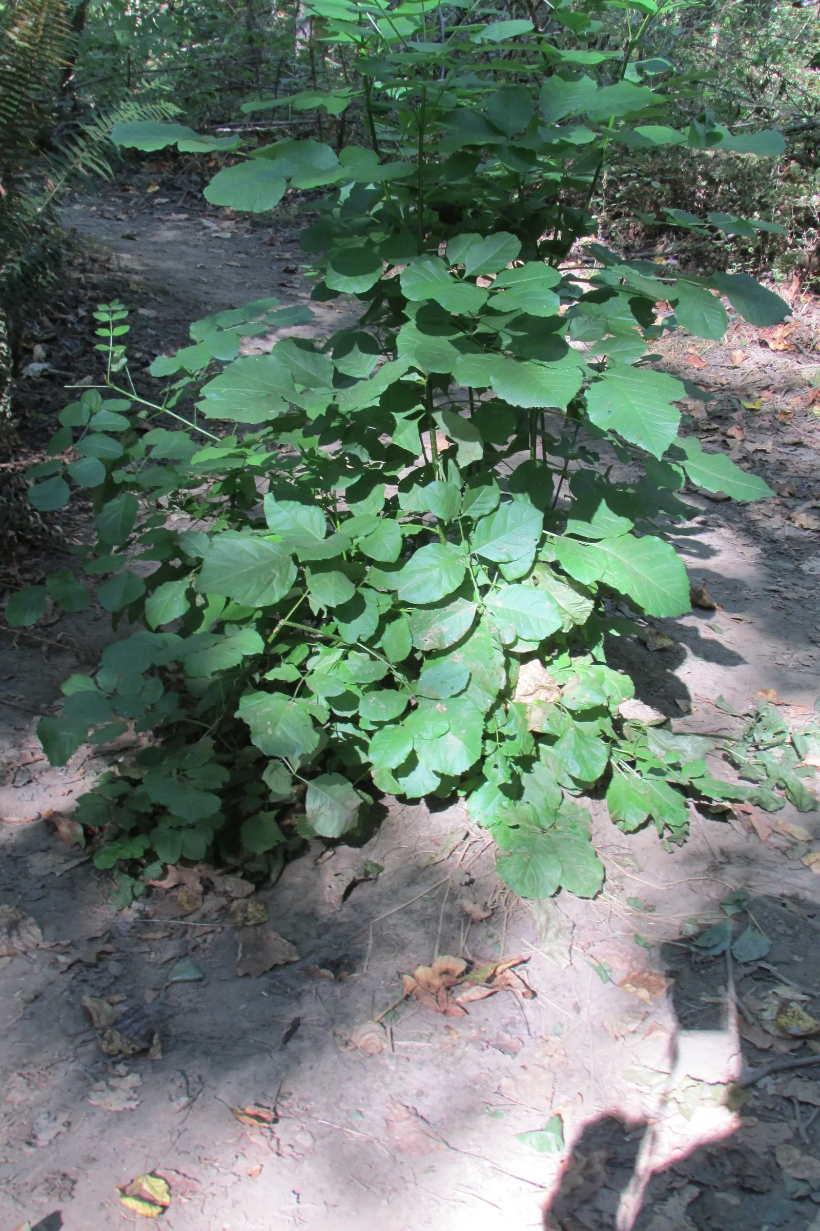 Oregon Ash (Fraxinus Latifolia) — The leaves are compound with 5 to 7 leaflets