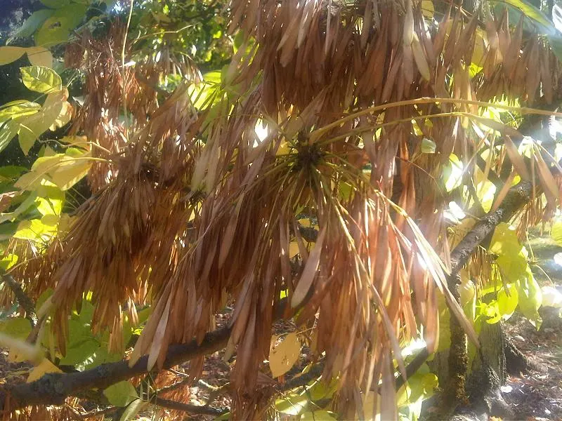 Oregon Ash (Fraxinus Latifolia) — adding seasonal interest to your garden.<br><br>The Oregon Ash prefers moist