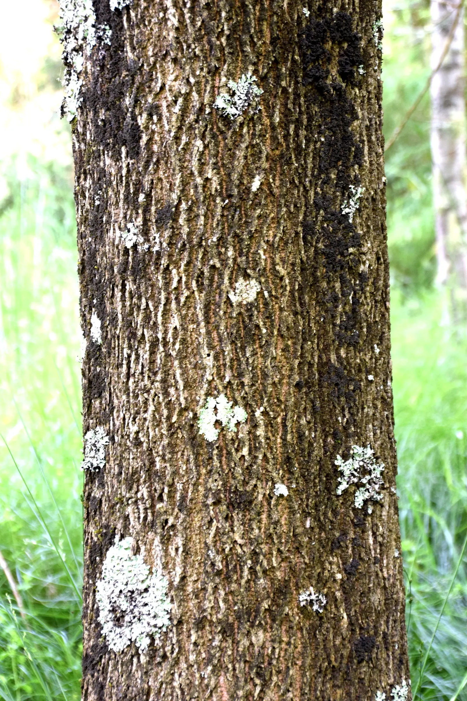 Oregon Ash (Fraxinus Latifolia) — tree with green and yellow blooms