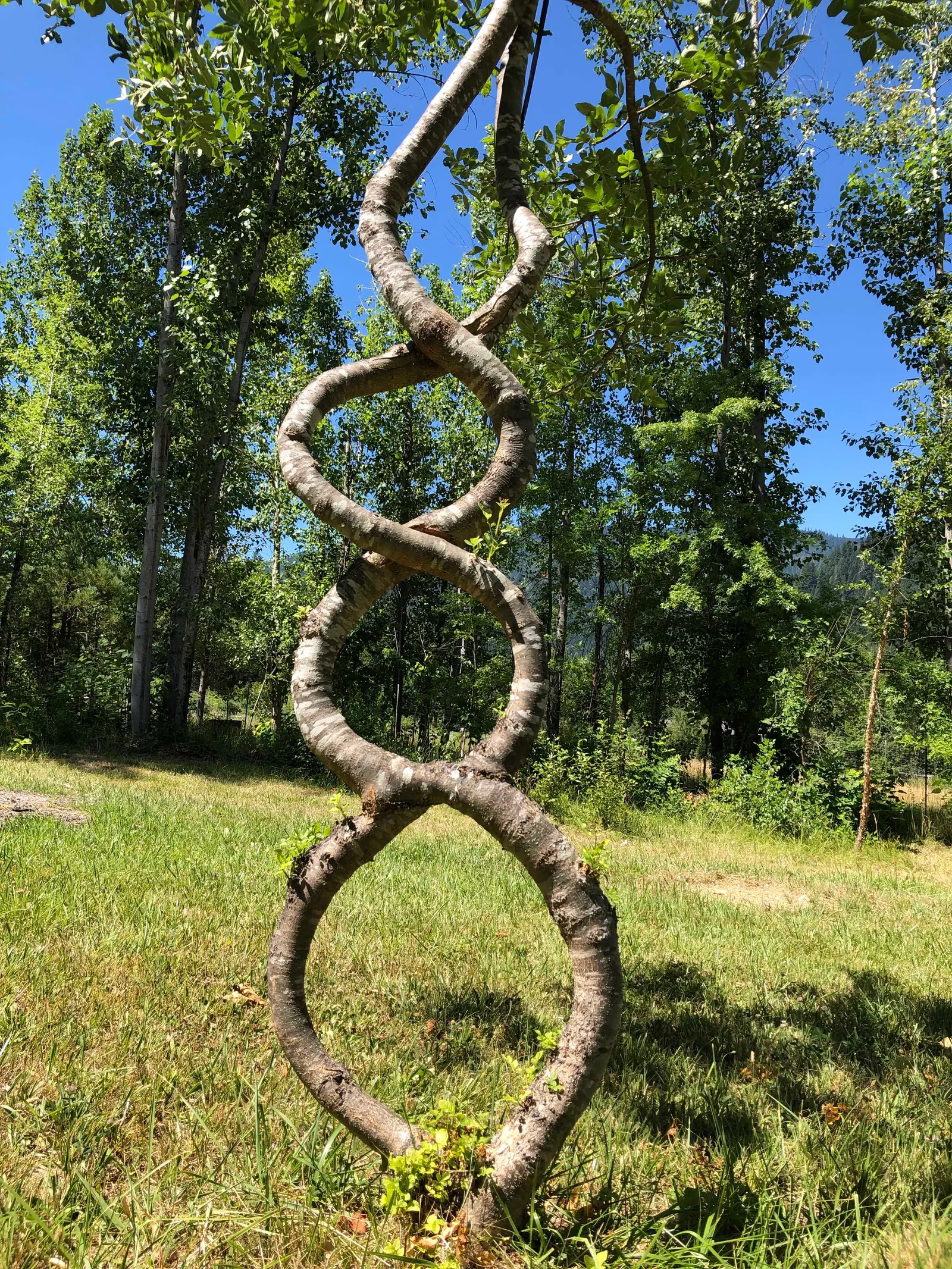 Oregon Ash (Fraxinus Latifolia) — Hardy in USDA zones 5-9, it requires minimal maintenance once established; is a deciduous tree native to the Pacific Northwest