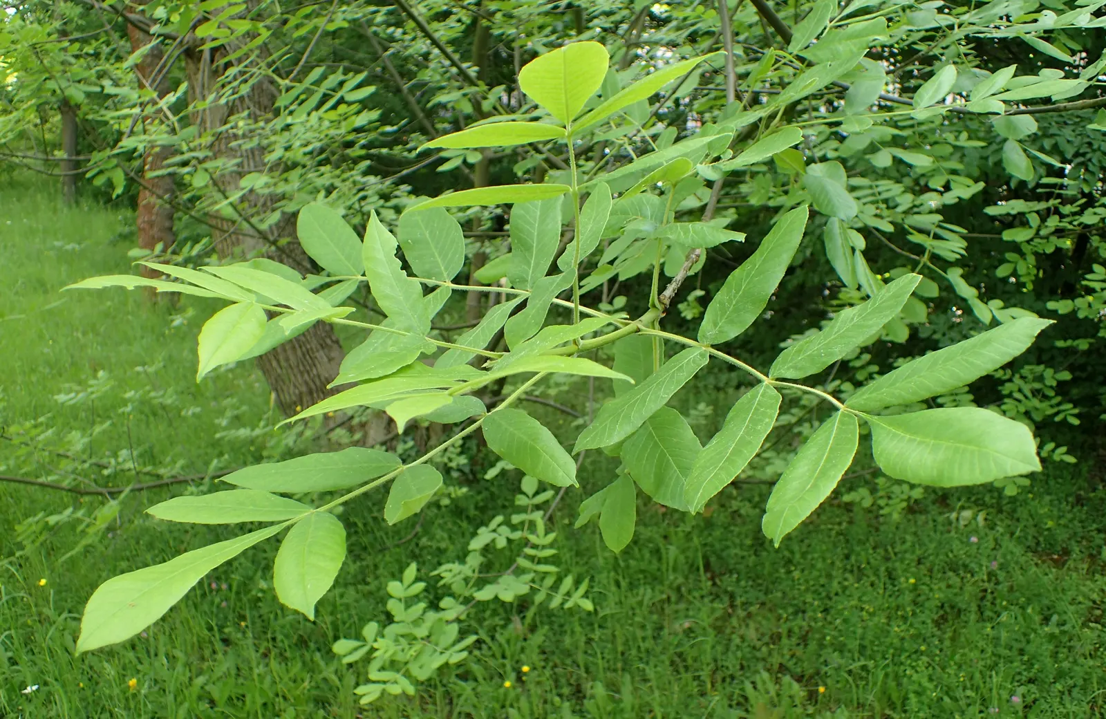 Oregon Ash (Fraxinus Latifolia) — Its broad, pinnately compound leaves turn yellow in fall, and winged seeds furnish food for wildlife; making it an excellent