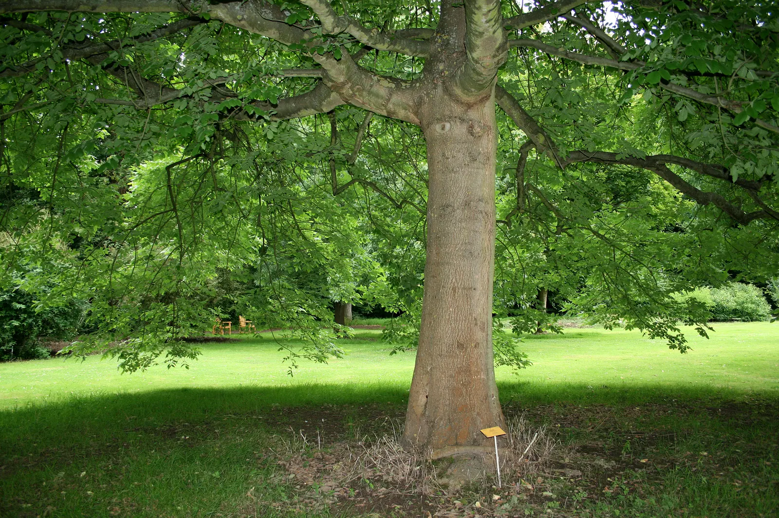 Oregon Ash (Fraxinus Latifolia) — Typically reaching 50-80 feet tall, with a 20-30 foot canopy spread, it thrives in moist, well-drained soils; the leaves are
