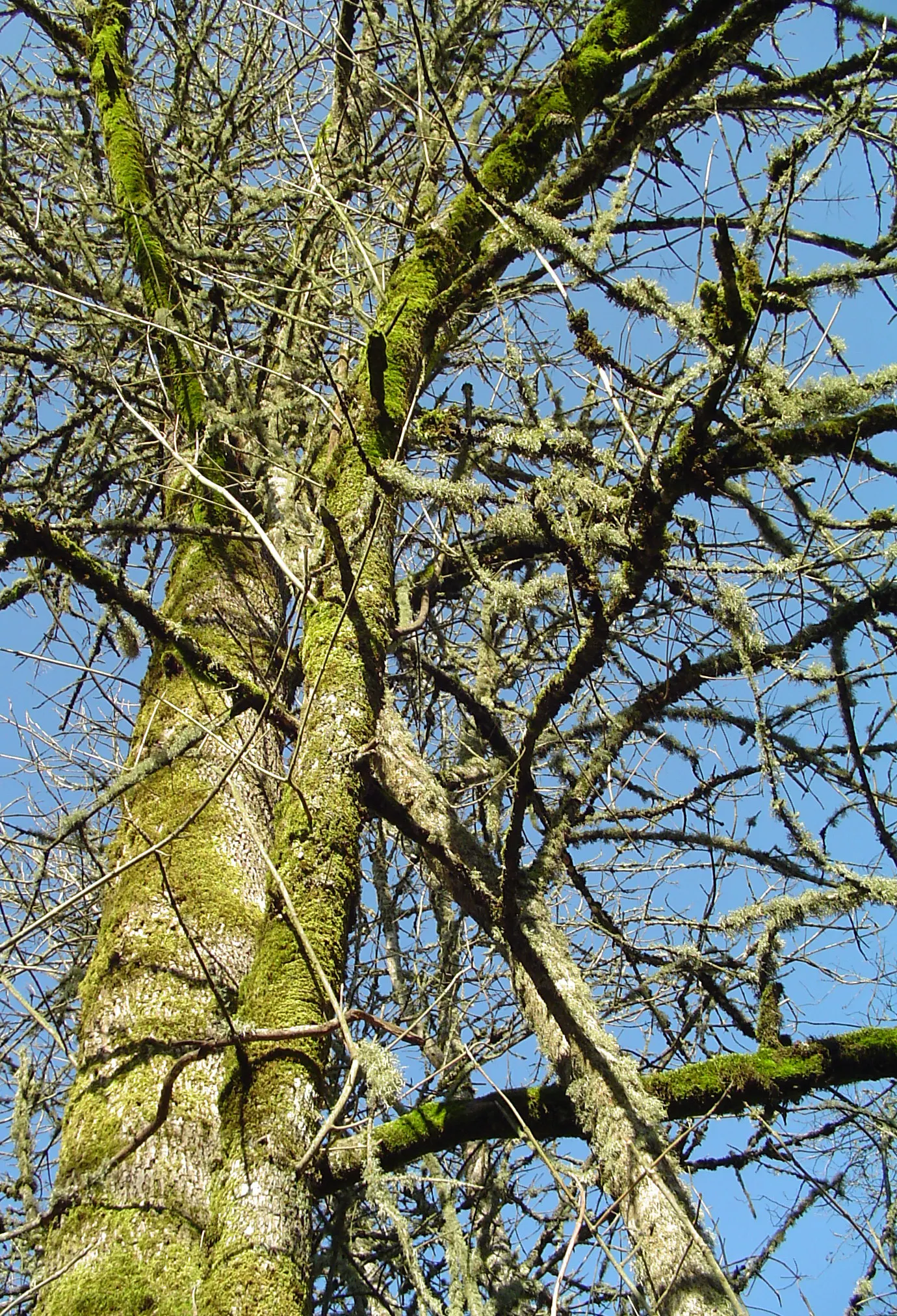Oregon Ash (Fraxinus Latifolia) — scientifically known as Fraxinus latifolia