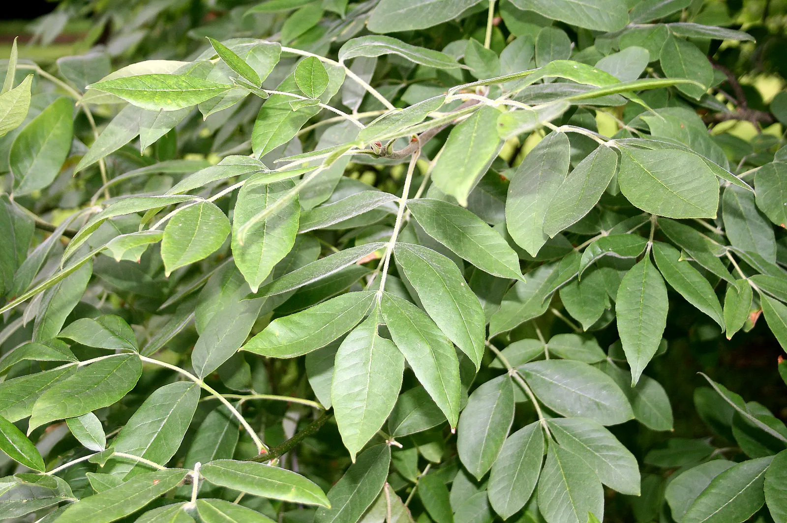 Oregon Ash (Fraxinus Latifolia) — The Oregon Ash, Fraxinus latifolia, is a stately deciduous tree native to the Pacific Northwest; ideal for larger landscapes