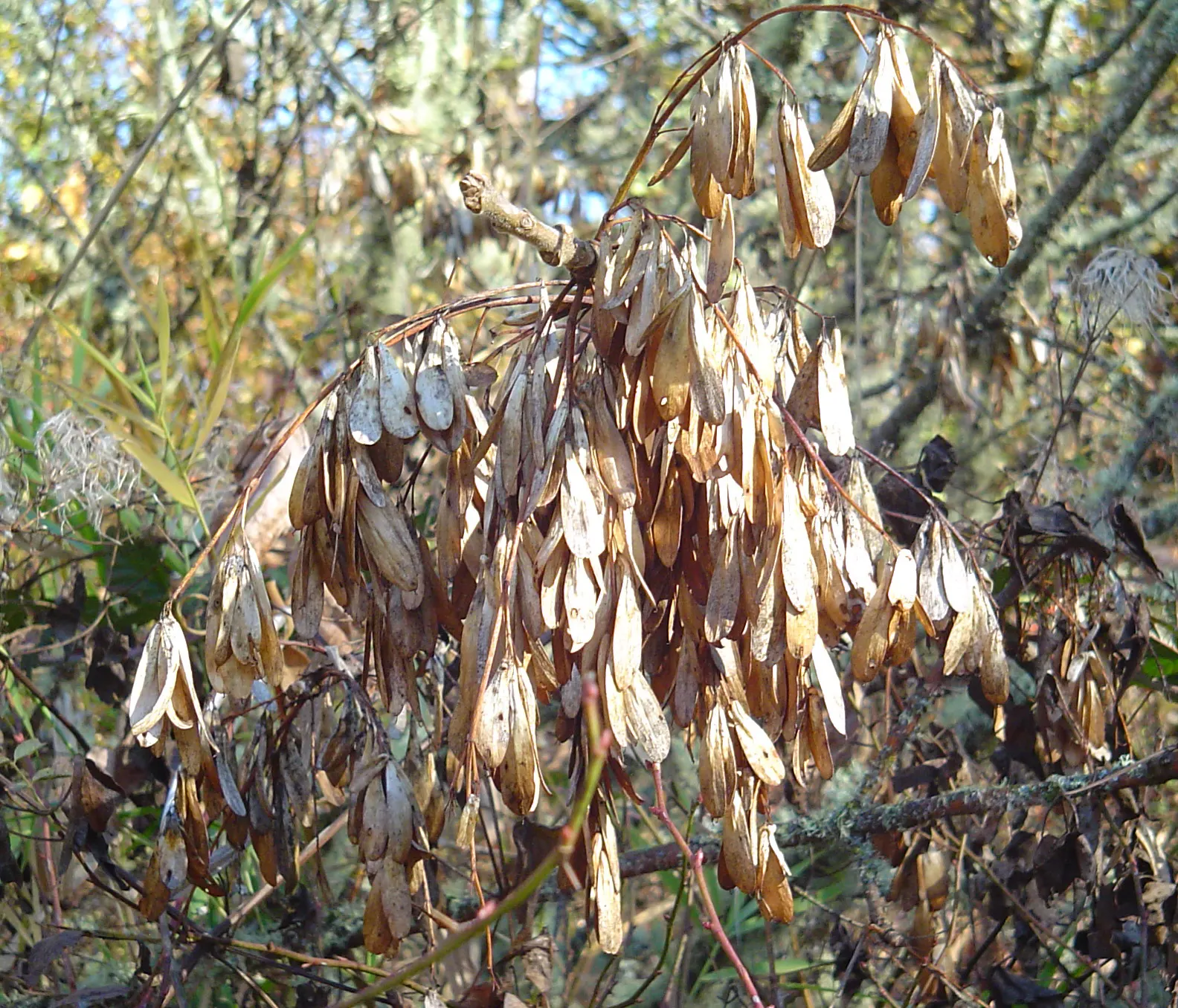 Oregon Ash (Fraxinus Latifolia) — providing ample shade and a stately presence; it exhibits a moderate growth rate, adding about 12 to 24 inches per year under