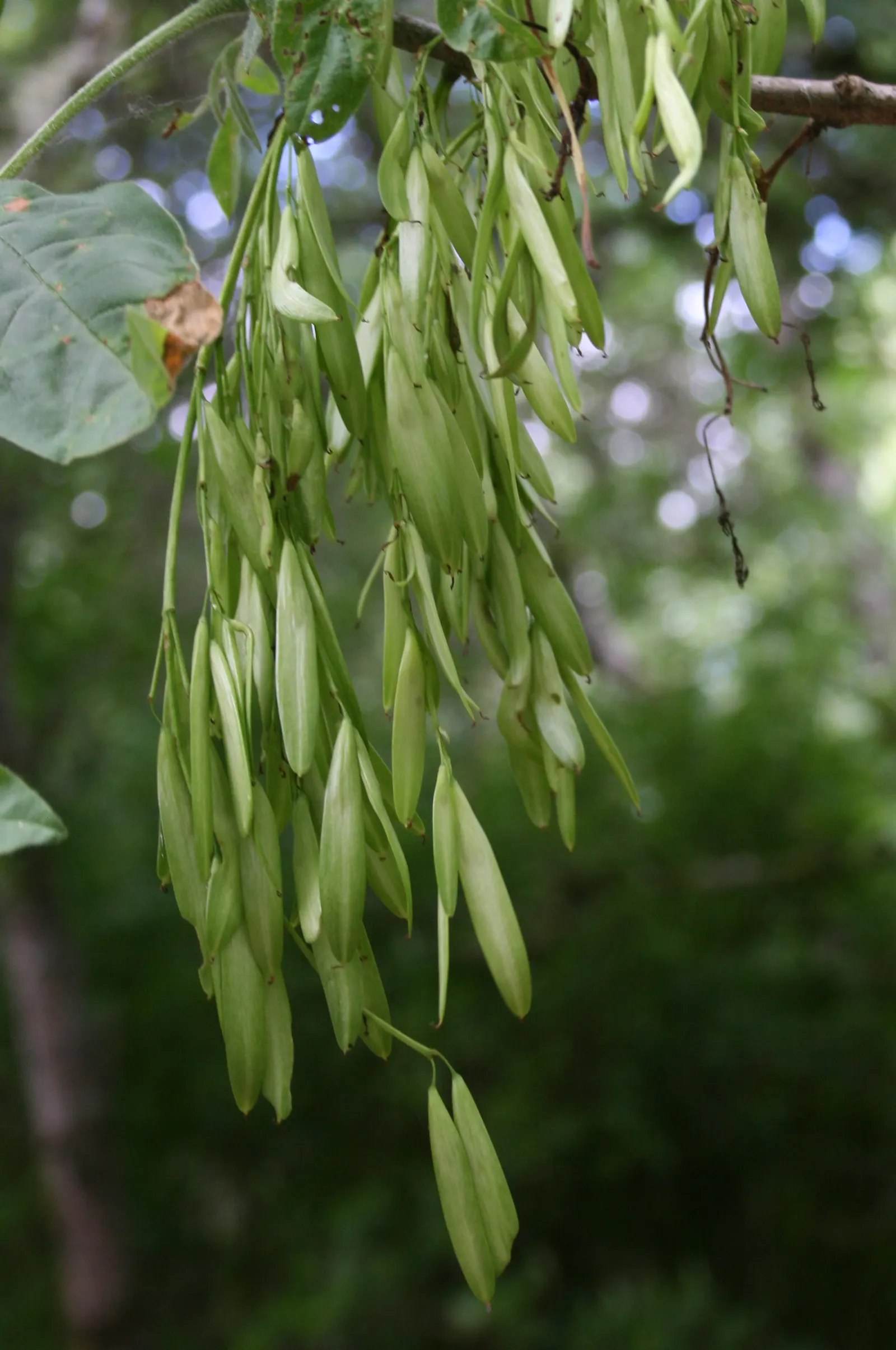 Oregon Ash (Fraxinus Latifolia) — Ideal for larger landscapes, it adds vertical structure and seasonal interest; tree for full