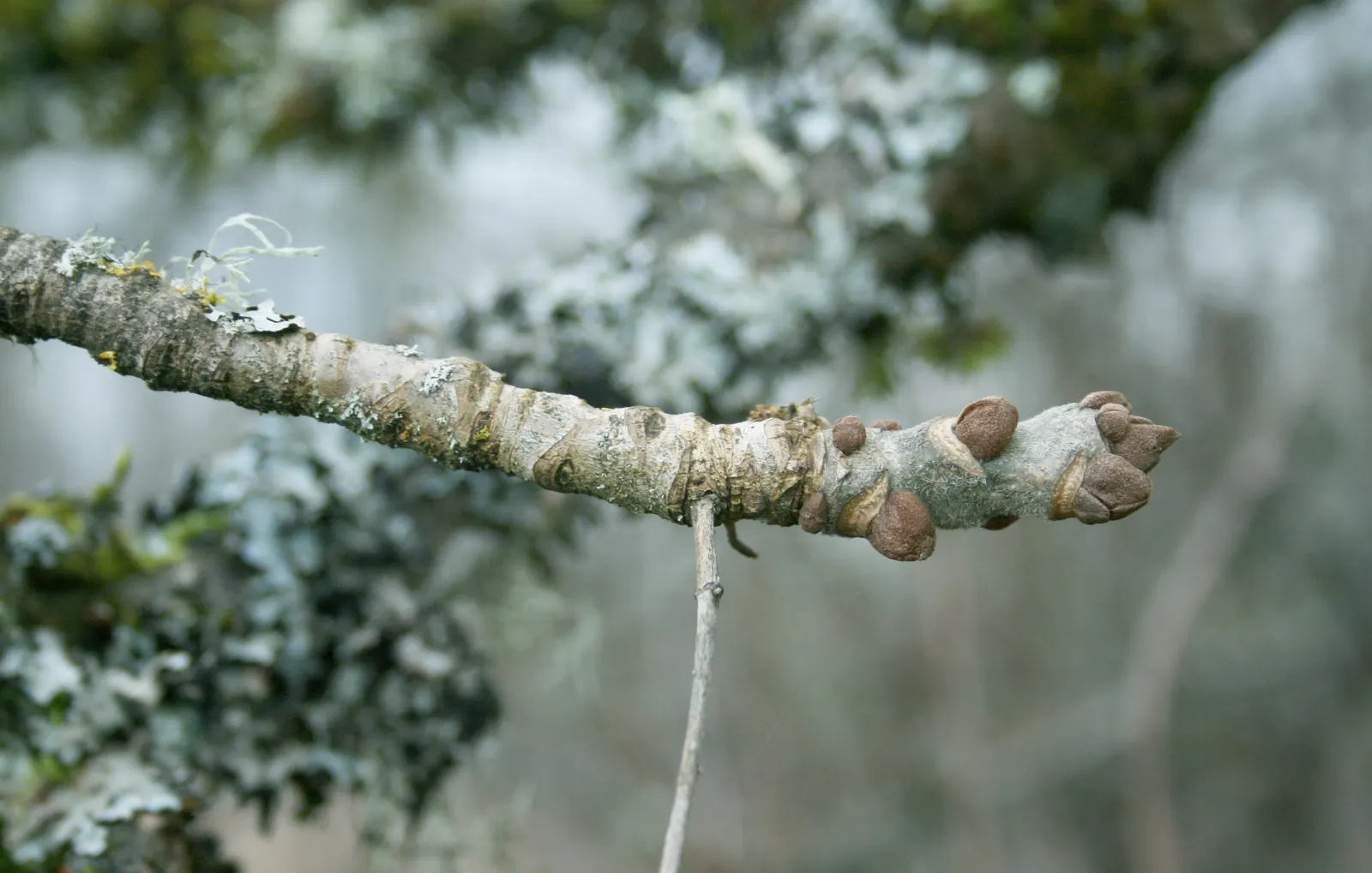 Oregon Ash (Fraxinus Latifolia) — well-drained soils and is suitable for USDA hardiness zones 5 to 9