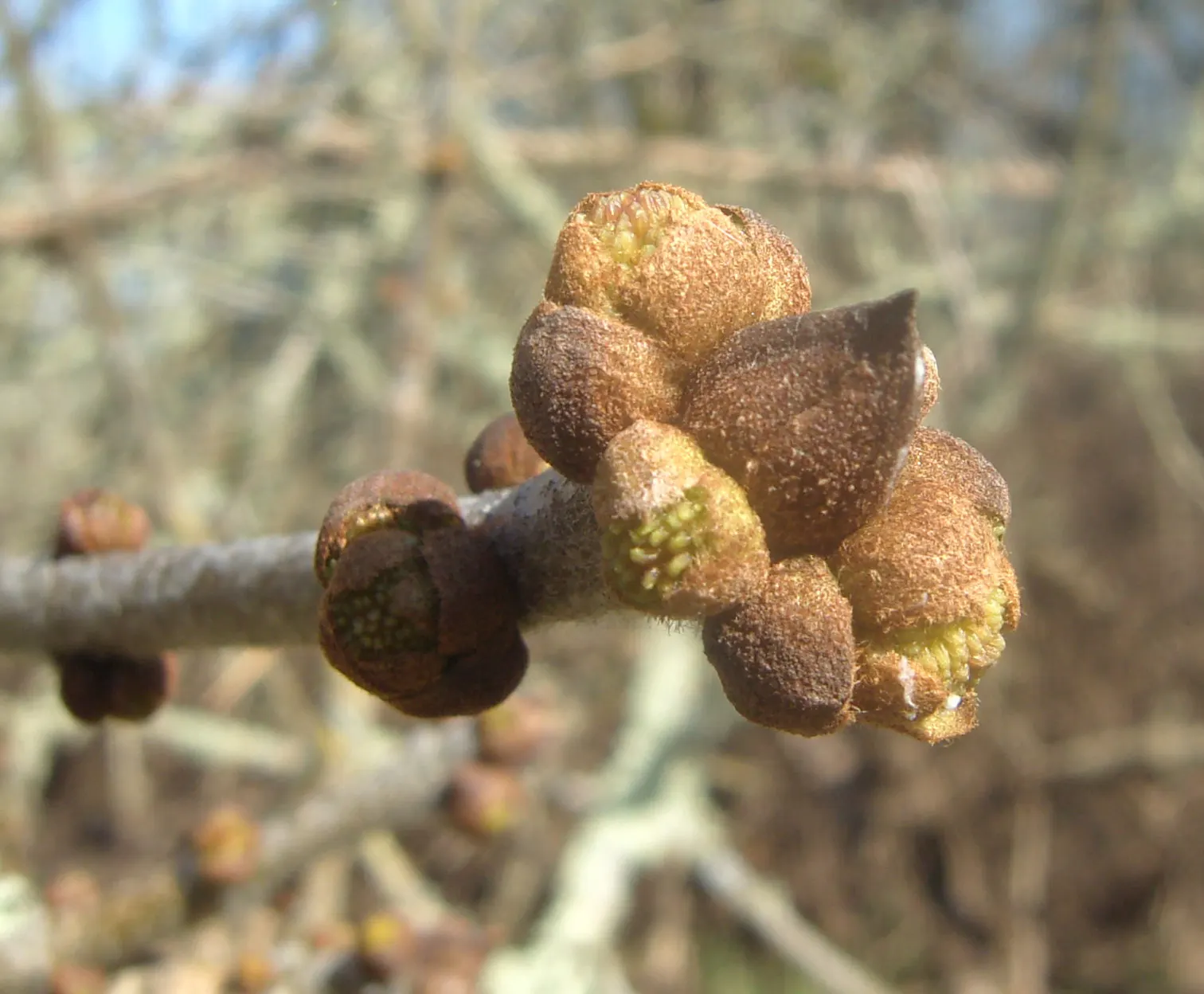 Oregon Ash (Fraxinus Latifolia) — It exhibits a moderate growth rate, adding about 12 to 24 inches per year under optimal conditions