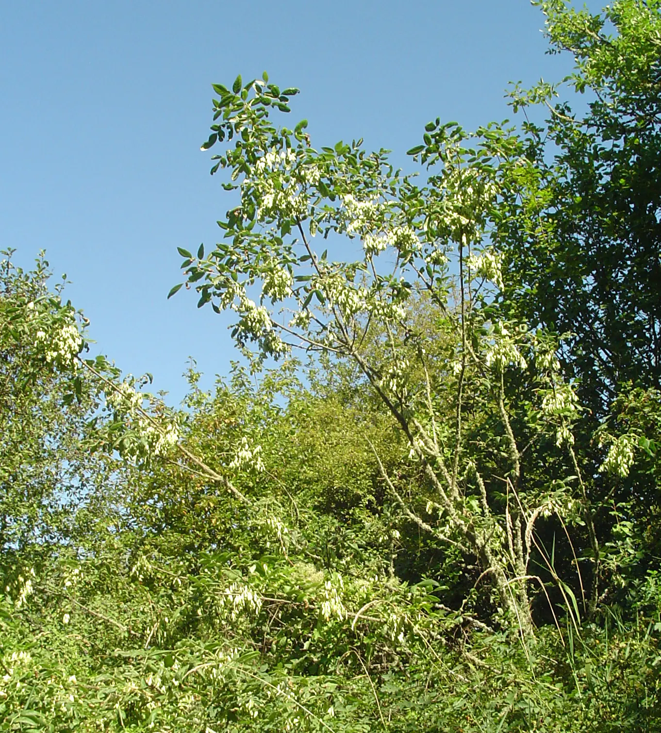Oregon Ash (Fraxinus Latifolia) — Ideal for larger landscapes, it adds vertical structure and seasonal interest