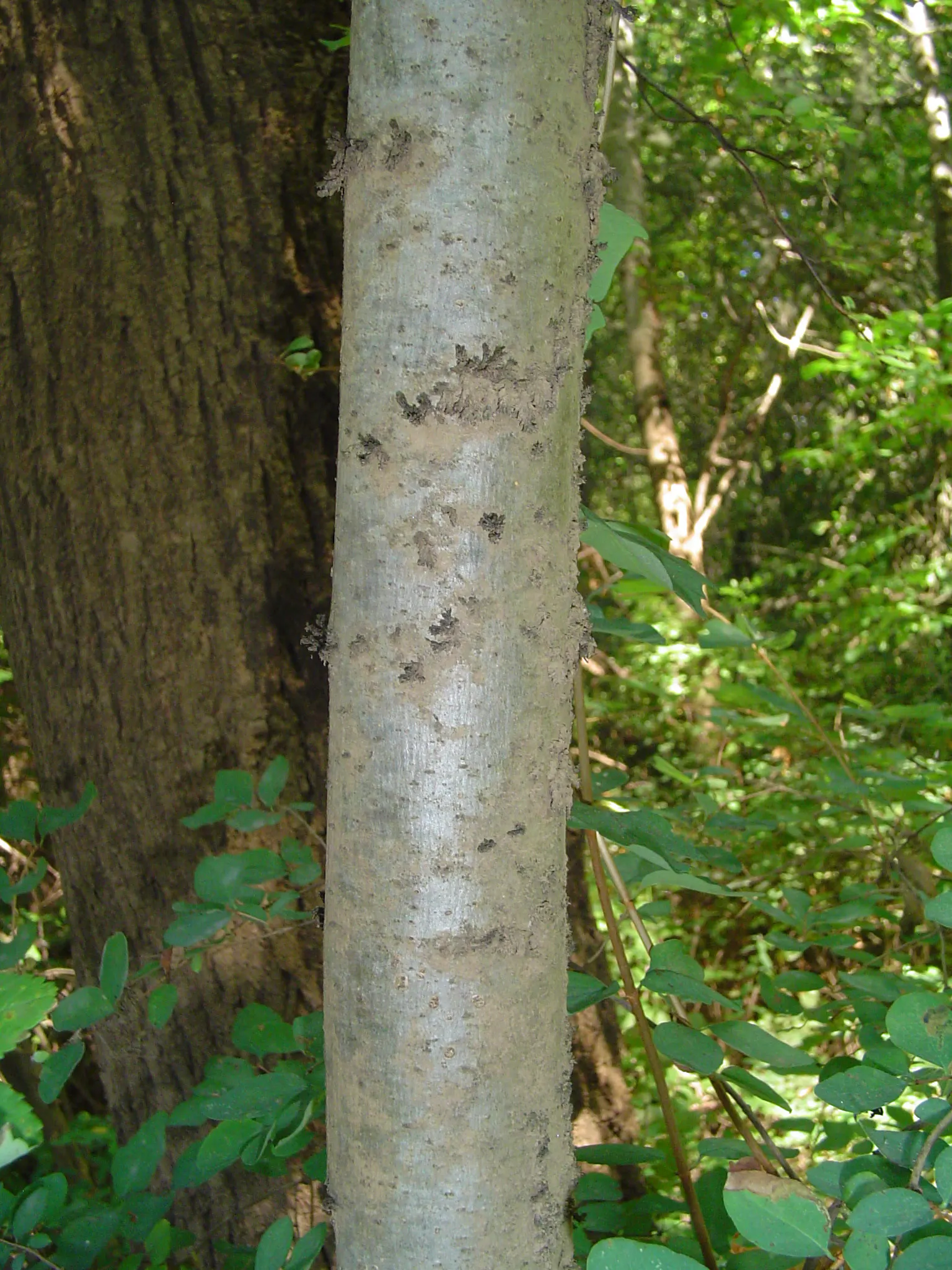 Oregon Ash (Fraxinus Latifolia) — providing ample shade and a stately presence