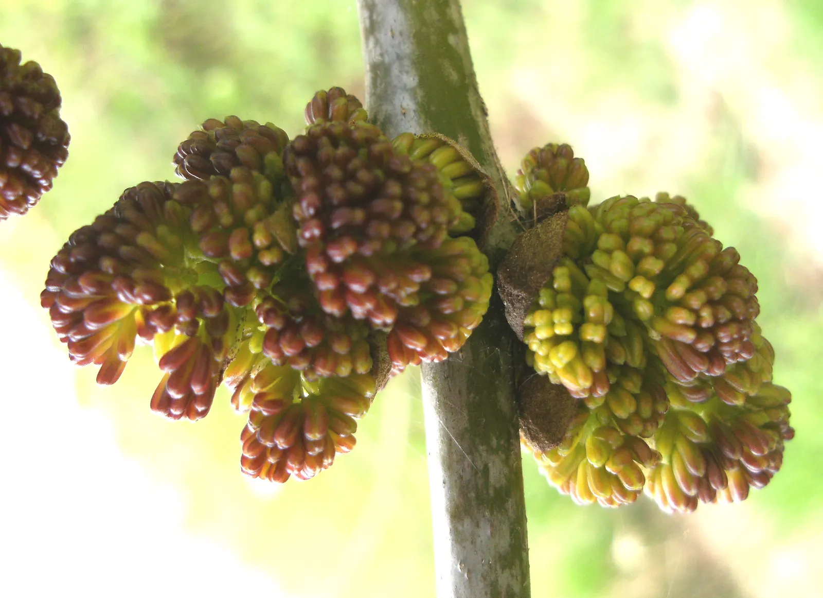 Oregon Ash (Fraxinus Latifolia) — Typically reaching 50-80 feet tall, with a 20-30 foot canopy spread, it thrives in moist, well-drained soils