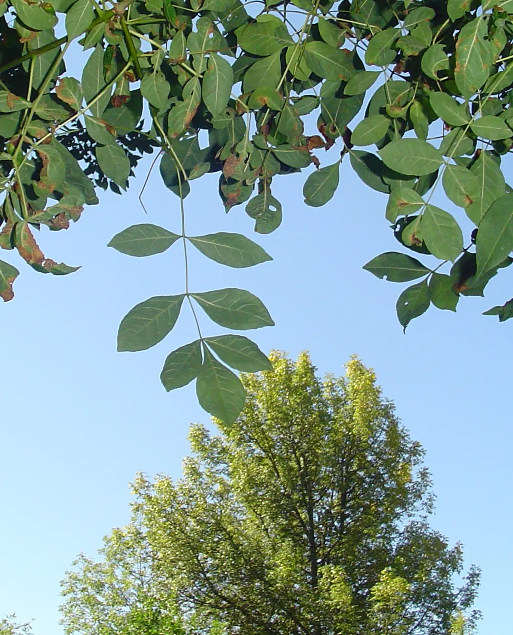 Oregon Ash (Fraxinus Latifolia) — green appearance throughout the spring and summer months