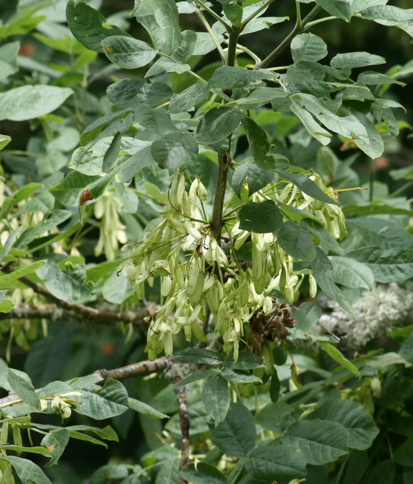 Oregon Ash (Fraxinus Latifolia) — scientifically known as Fraxinus latifolia; the foliage transitions to brilliant shades of yellow